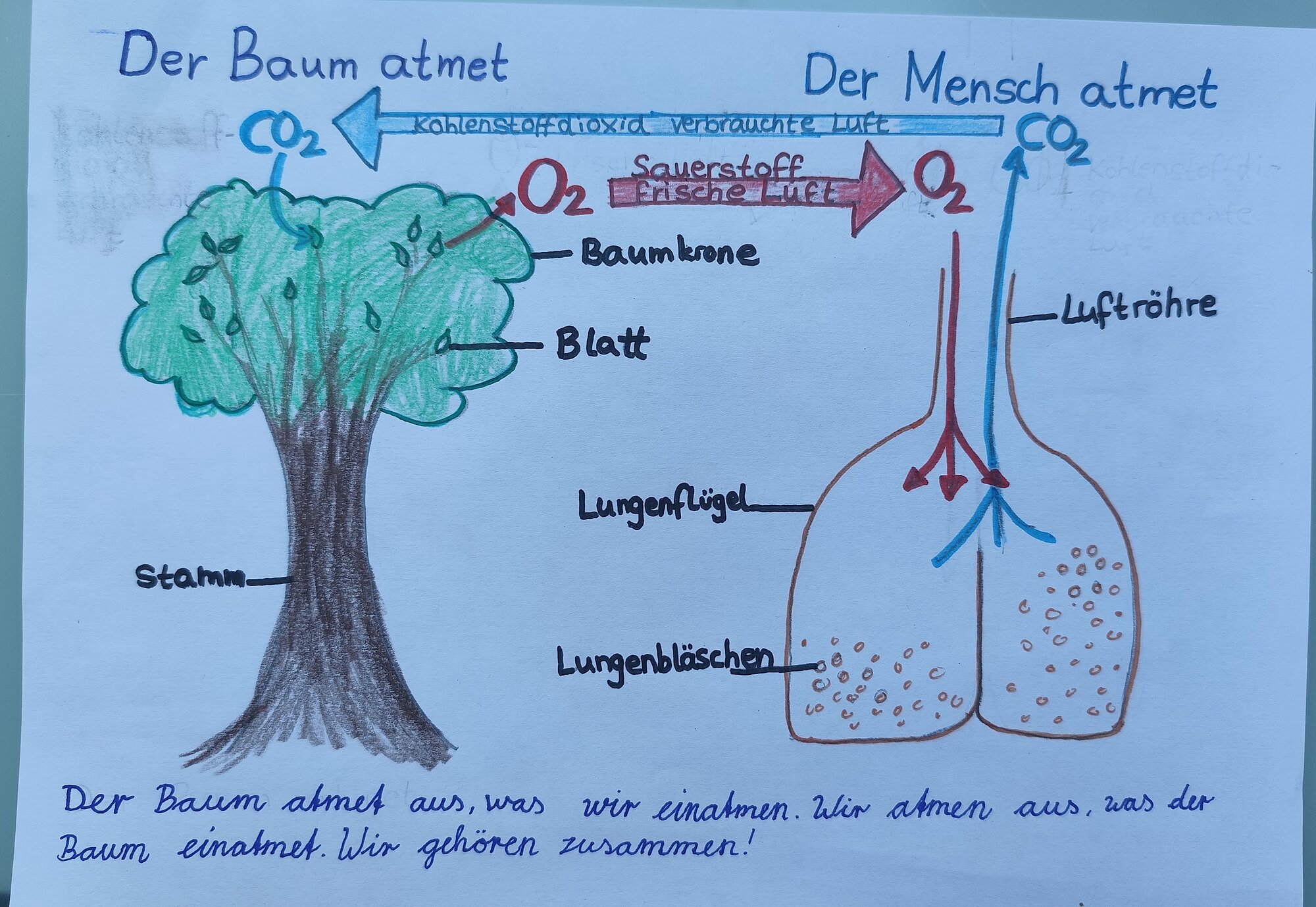 Tannenbusch_Atmung_Baum_Lunge.jpg