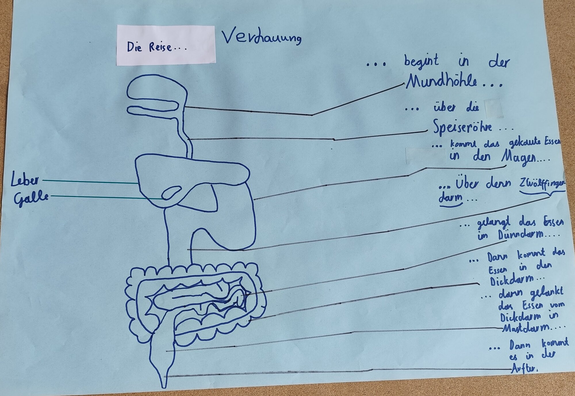 Tannenbusch_Verdauung.jpg