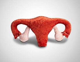 Gebärmutter-Modell von paomi paomi_modell_gebaermutter.JPG